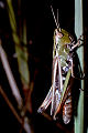 Feldheuschrecke Stenobothrus lineatus (Heidegrashüpfer) Weibchen