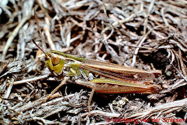 Feldheuschrecke Stenobothrus stigmaticus (Kleiner Heidegrashüpfer) Männchen