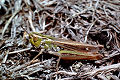 Feldheuschrecke Stenobothrus stigmaticus (Kleiner Heidegrashüpfer) Männchen