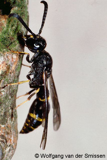 Solitäre Faltenwespe Symmorphus bifasciatus Männchen