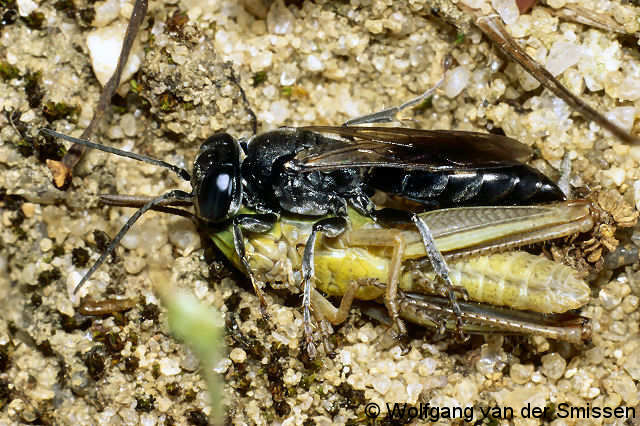 Grabwespe Tachysphex helveticus Weibchen mit Beute