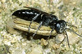 Tachysphex helveticus Weibchen mit Heuschrecke