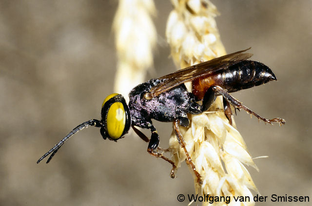 Grabwespe Tachysphex panzeri Männchen