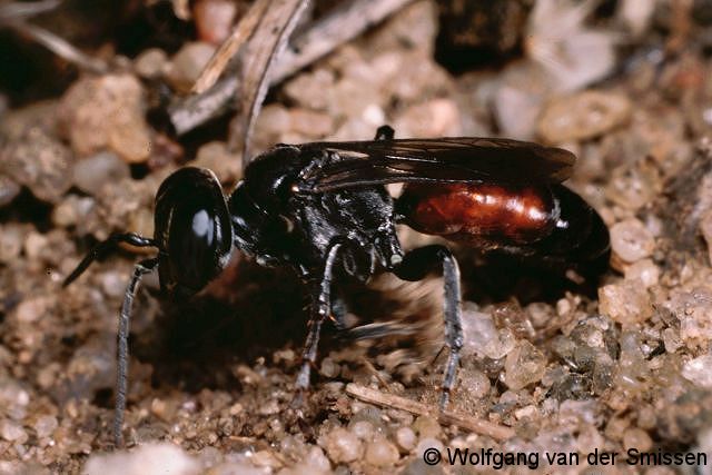 Grabwespe Tachysphex pompiliformis Weibchen