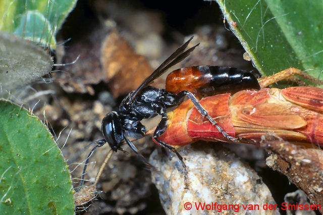 Grabwespe Tachysphex pompiliformis Weibchen mit Beute