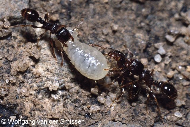 Knotenameise Tetramorium caespitum Arbeiterinnen mit Puppe