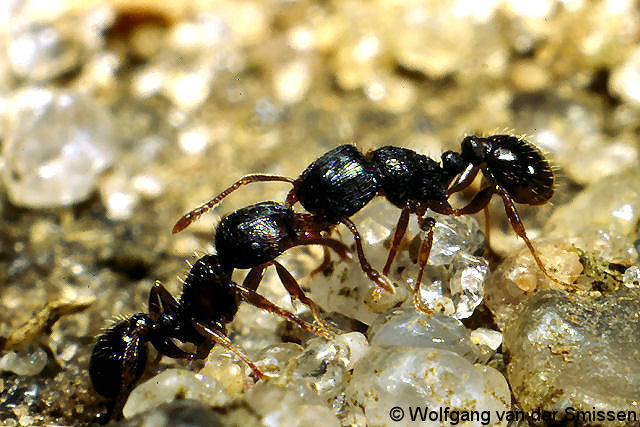 Knotenameise Tetramorium caespitum 2 Arbeiterinnen