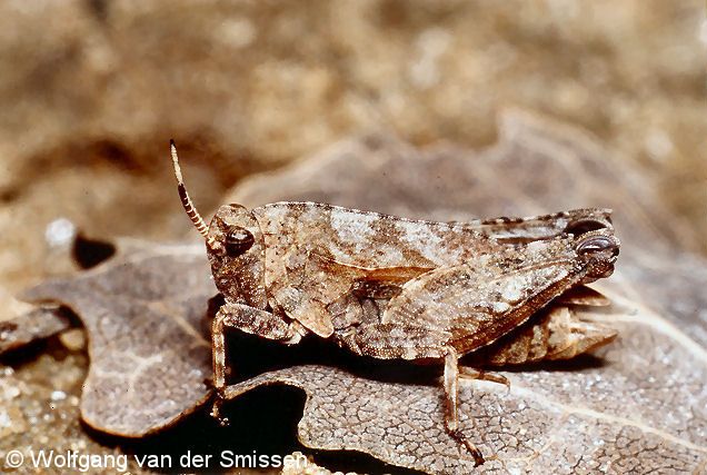 Dornschrecke Tetrix bipunctata (Zweipunkt-Dornschrecke) Männchen