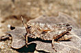Zweipunkt-Dornschrecke Tetrix bipunctata Männchen