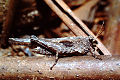Säbeldornschrecke Tetrix subulata Männchen