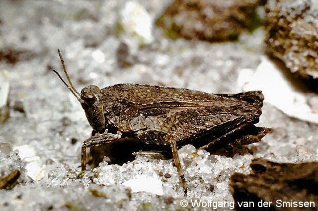 Dornschrecke Tetrix tenuicornis (Langfühler-Dornschrecke) Männchen