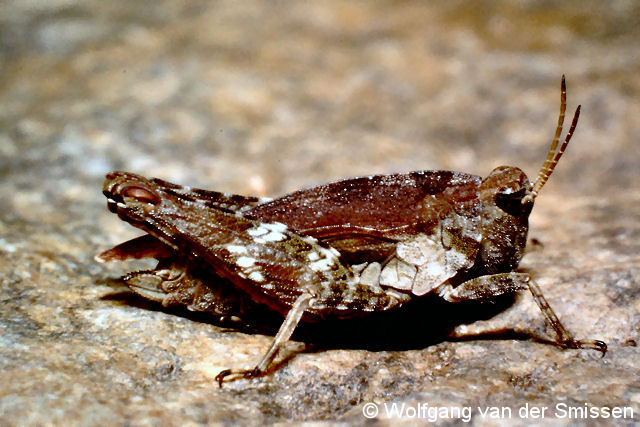 Dornschrecke Tetrix undulata (Gemeine Dornschrecke) Weibchen