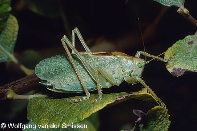 Laubheuschrecke Tettigonia cantans (Grünes Heupferd) Männchen