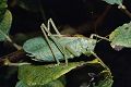 Laubheuschrecke Tettigonia cantans (Zwitscherheuschrecke) Männchen