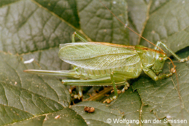 Laubheuschrecke Tettigonia cantans (Zwitscherschrecke) Weibchen