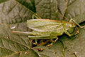 Laubheuschrecke Tettigonia cantans (Zwitscherheuschrecke) Weibchen