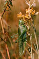 Laubheuschrecke Tettigonia viridissima (Grünes Heupferd) Weibchen