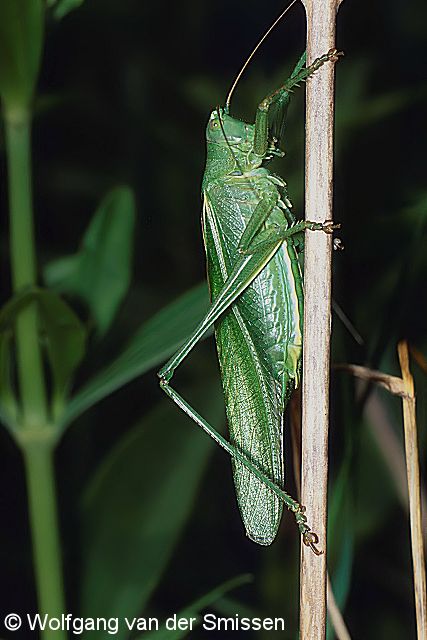 Laubheuschrecke Tettigonia viridissima (Grünes Heupferd) Männchen