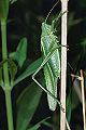 Laubheuschrecke Tettigonia viridissima (Grünes Heupferd) Männchen