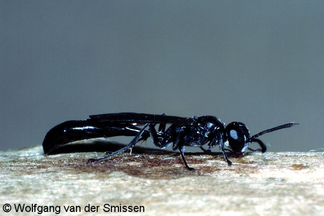 Grabwespe Trypoxylon attenuatum Männchen