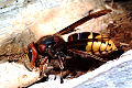 Soziale Faltenwespe Vespa crabro (Hornisse)