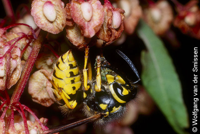 Soziale Faltenwespe Vespula germanica (Deutsche Kurzkopfwespe) Arbeiterin