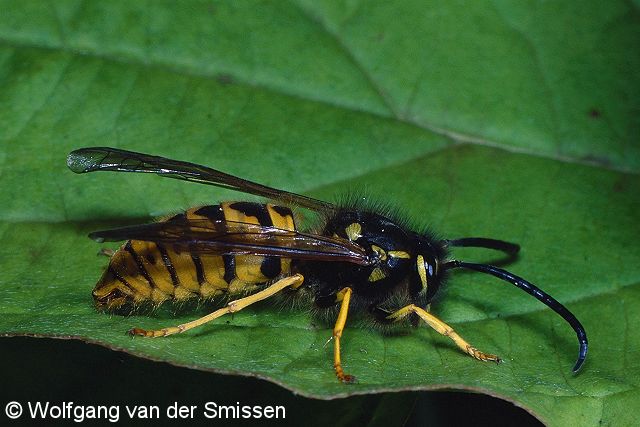 Soziale Faltenwespe Vespula germanica (Deutsche Kurzkopfwespe) Männchen