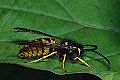 Soziale Faltenwespe Vespula germanica (Deutsche Kurzkopfwespe) Männchen