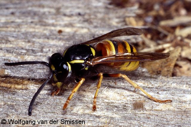 Soziale Faltenwespe Vespula rufa (Rote Wespe)