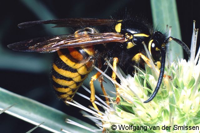 Soziale Faltenwespe Vespula rufa (Rote Wespe) Männchen