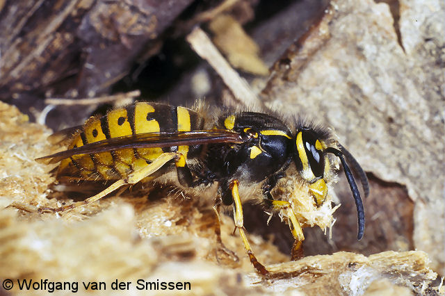 Soziale Faltenwespe Vespula vulgaris (Gemeine Kurzkopfwespe)